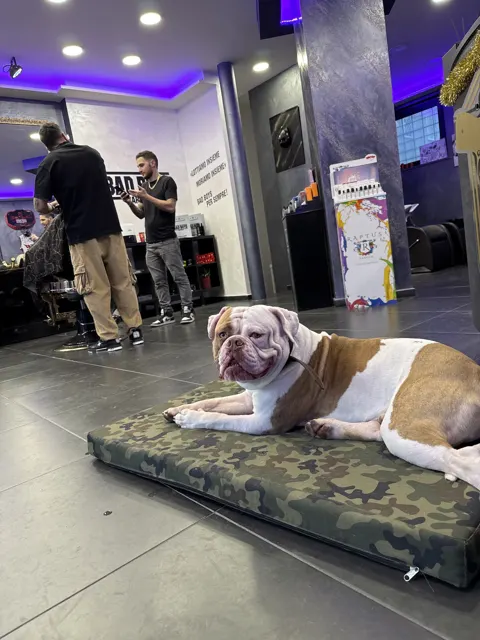 L'interno del negozio con il bulldog sdraiato sul suo cuscino e i barbieri al lavoro sullo sfondo